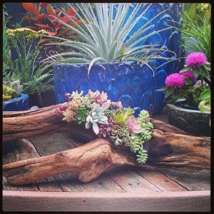 Containder Garden with Drift Wood